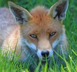 fox-220487_640.jpg