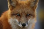 foxy-face-fox-9867209-800-534.jpg