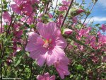 lavatera-2506.jpg lavatera-2506.jpg