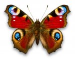 13408admiral_butterfly.jpeg