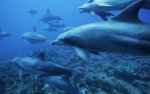 pod of dolphins (2).jpg