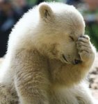 polar bear facepalm.jpg