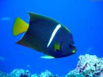 pretty blue fish.jpg