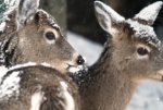 snow deer.jpg