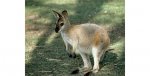 wallaby.jpg