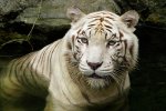 white tiger.jpg