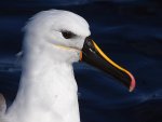 yellow-nosed albatross.jpg