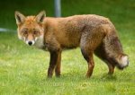 red fox posing.jpg