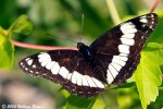 30421811.WhiteAdmiralButterfly.jpg