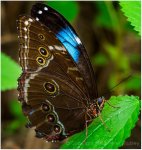 147485517.7obqI0Jl.blue_morpho3.jpg