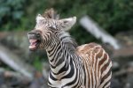 Young Zebra.jpg