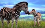 zebra mare and foal.jpg