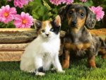 calico kitten.jpg