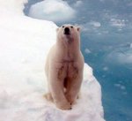 polar bear on iceberg.jpg