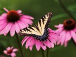 a butterfly.jpg