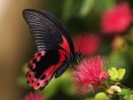 as_butterfly-wallpaper-06.jpg