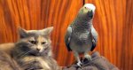 cat and parrot.jpg