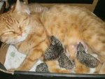 cat feeding baby hedgehogs.jpg