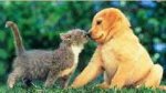 cat kissing dog.jpg