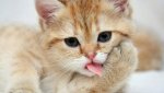 cat licking paw.jpg