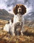 cocker spaniel.jpg