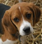 beagle pup.jpg