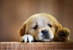 cute lab puppy.jpg