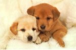 cute puppies.jpg