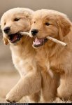 golden labrador puppies.jpg