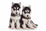 husky puppies.jpg