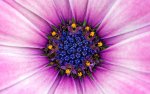 01359_flower29_1920x1200.jpg