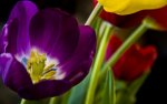 01535_atulipsvoice_1920x1200.jpg