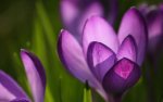 01528_crocus_2560x1600.jpg