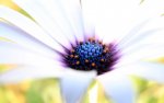 01688_whitebeauty_2560x1600.jpg