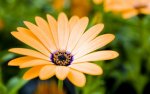 01570_fragileelegance_2560x1600.jpg