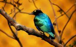 01739_bluebird_1920x1200.jpg