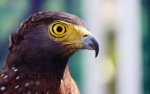 02545_eaglesstare_2560x1600.jpg