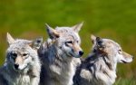02240_3brotherwolves_2560x1600.jpg