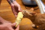 cat eating corn.jpg