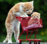 cat pushing cart.jpg