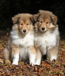 collie puppies.jpg