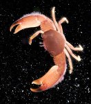 sea crab.jpg