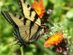 Beautiful_butterfly.jpg