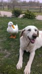 duck with dog.jpg