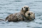 sea otters.jpg