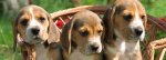 beagle puppies.jpg