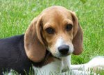 beagle puppy.jpg
