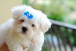 Maltese puppy.jpg