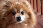 pomeranian puppy.jpg