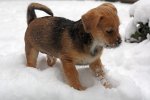 puppy in snow.jpg